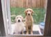 annie-and-woody
